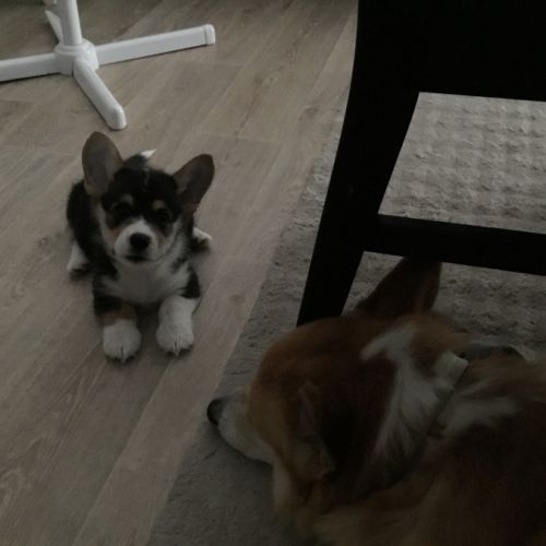 Chiot corgi femelle
