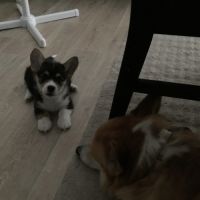 Chiot corgi femelle #0