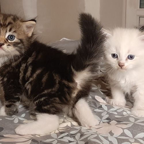 Chatons siberiens loof #1