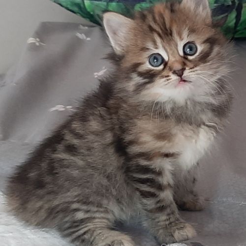 Chatons siberiens loof #3