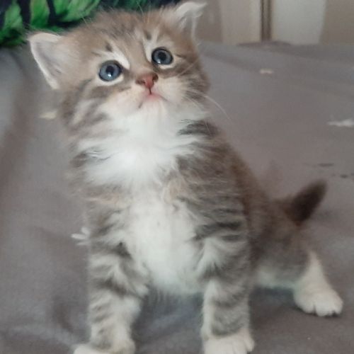 Chatons siberiens loof #4