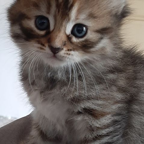 Chatons siberiens loof