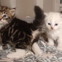 Chatons siberiens loof #1