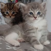 Chatons siberiens loof #2