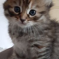 Chatons siberiens loof