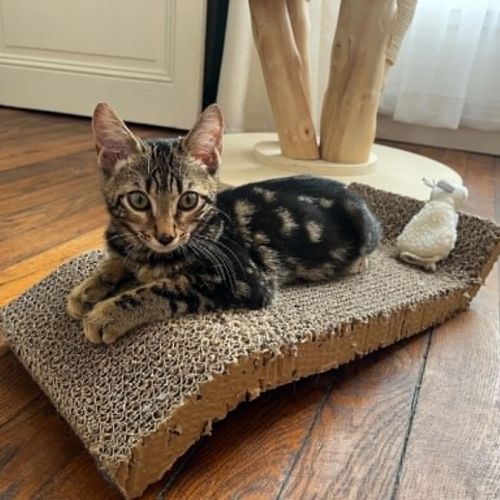 Mars chaton très sociable et câlin #1