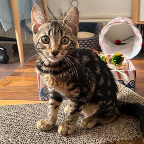 Mars chaton très sociable et câlin #2