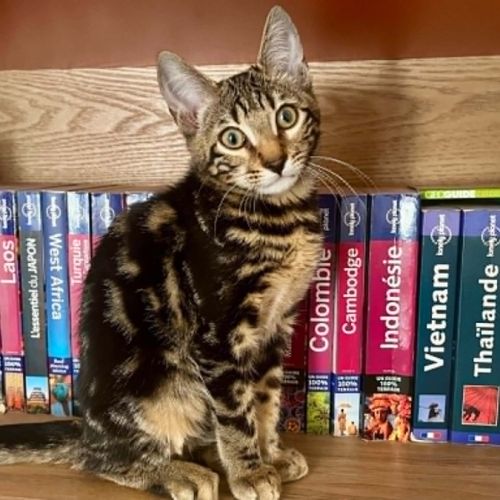 Mars chaton très sociable et câlin #5