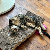 Mars chaton très sociable et câlin