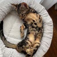 Mars chaton très sociable et câlin #4