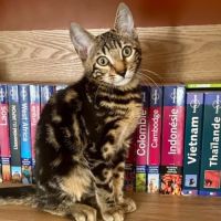 Mars chaton très sociable et câlin #5