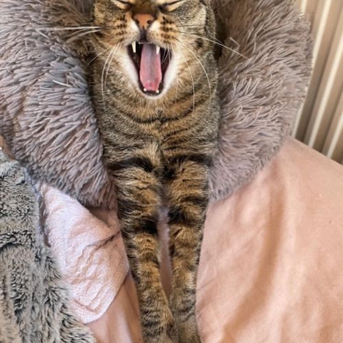 Simba le chat idéal pour une famille ou 1er chat #2