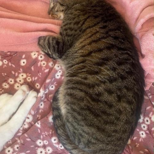 Simba le chat idéal pour une famille ou 1er chat #3