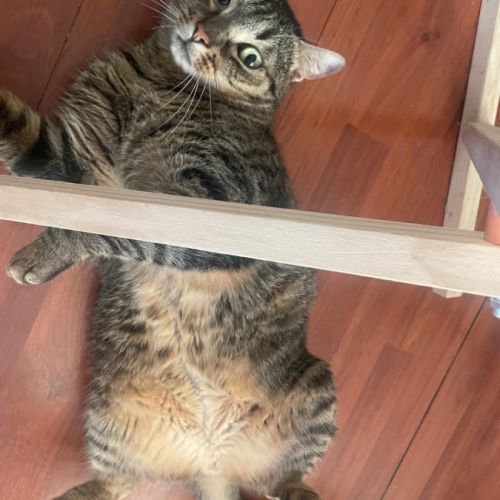Simba le chat idéal pour une famille ou 1er chat #5
