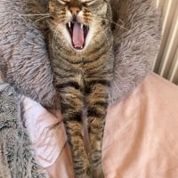 Simba le chat idéal pour une famille ou 1er chat #2