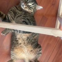 Simba le chat idéal pour une famille ou 1er chat #5