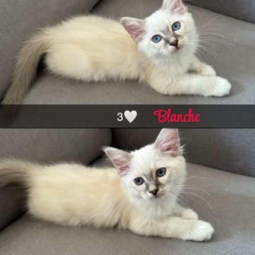 Chat loof sacré de birmanie #2
