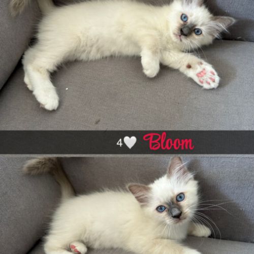 Chat loof sacré de birmanie #3