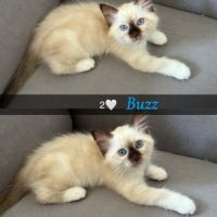 Chat loof sacré de birmanie