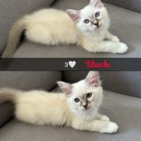 Chat loof sacré de birmanie #2