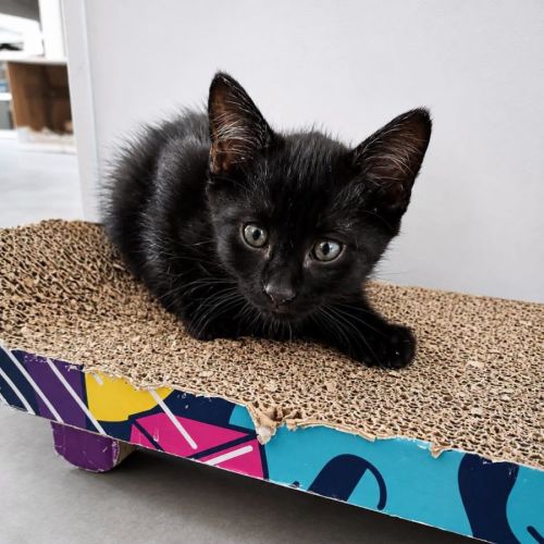 Chaton kheops #2
