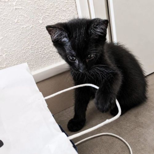 Chaton kheops #3