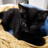 Chaton kheops