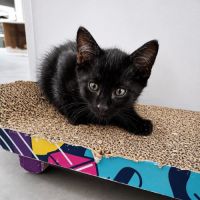 Chaton kheops #2