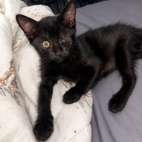 Chaton crevette #0