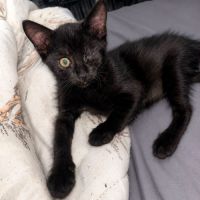 Chaton crevette