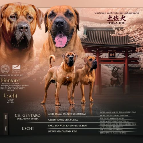 Chiots tosa inu #0