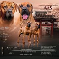 Chiots tosa inu