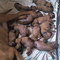 Chiots tosa inu #2