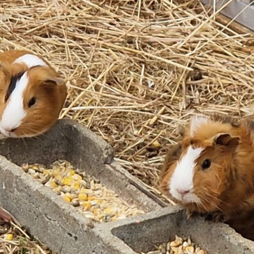 Cochons d'inde mâles