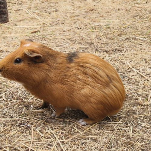 Cochons d'inde mâles #2