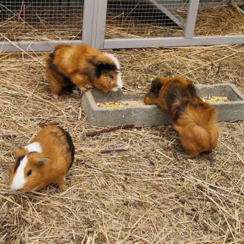 Cochons d'inde mâles #3