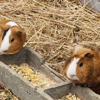 Cochons d'inde mâles #0