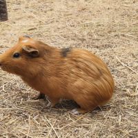 Cochons d'inde mâles #2