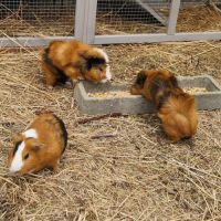 Cochons d'inde mâles #3