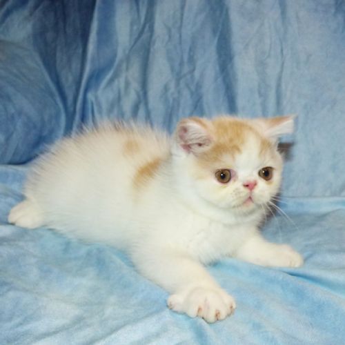 Bowie chaton exotic shorthair loof #1