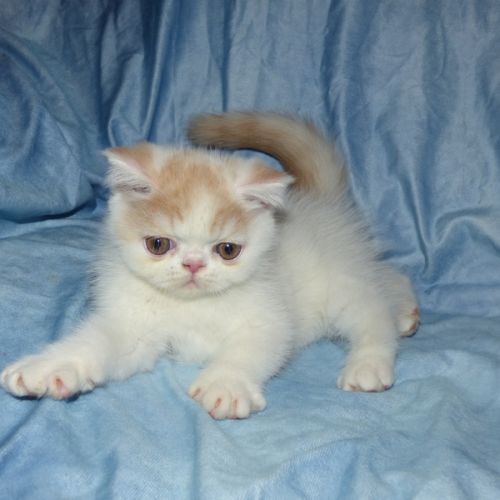 Bowie chaton exotic shorthair loof #2