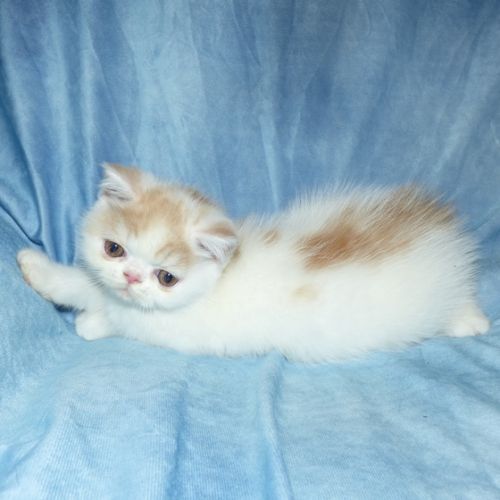 Bowie chaton exotic shorthair loof #4