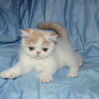 Bowie chaton exotic shorthair loof #2