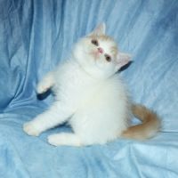 Bowie chaton exotic shorthair loof #3