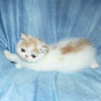 Bowie chaton exotic shorthair loof #4