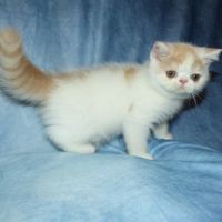 Bowie chaton exotic shorthair loof