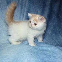 Bowie chaton exotic shorthair loof #6
