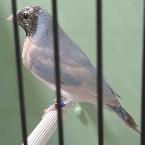 Diamant de gould #1