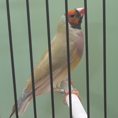 Diamant de gould #4