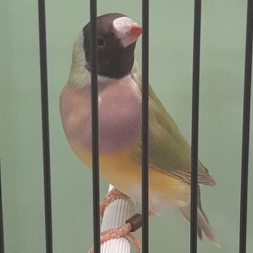 Diamant de gould #5
